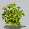 mini-ixora-live-plant
