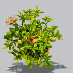 mini-ixora-live-plant