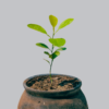 lemon tree