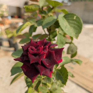 red rose