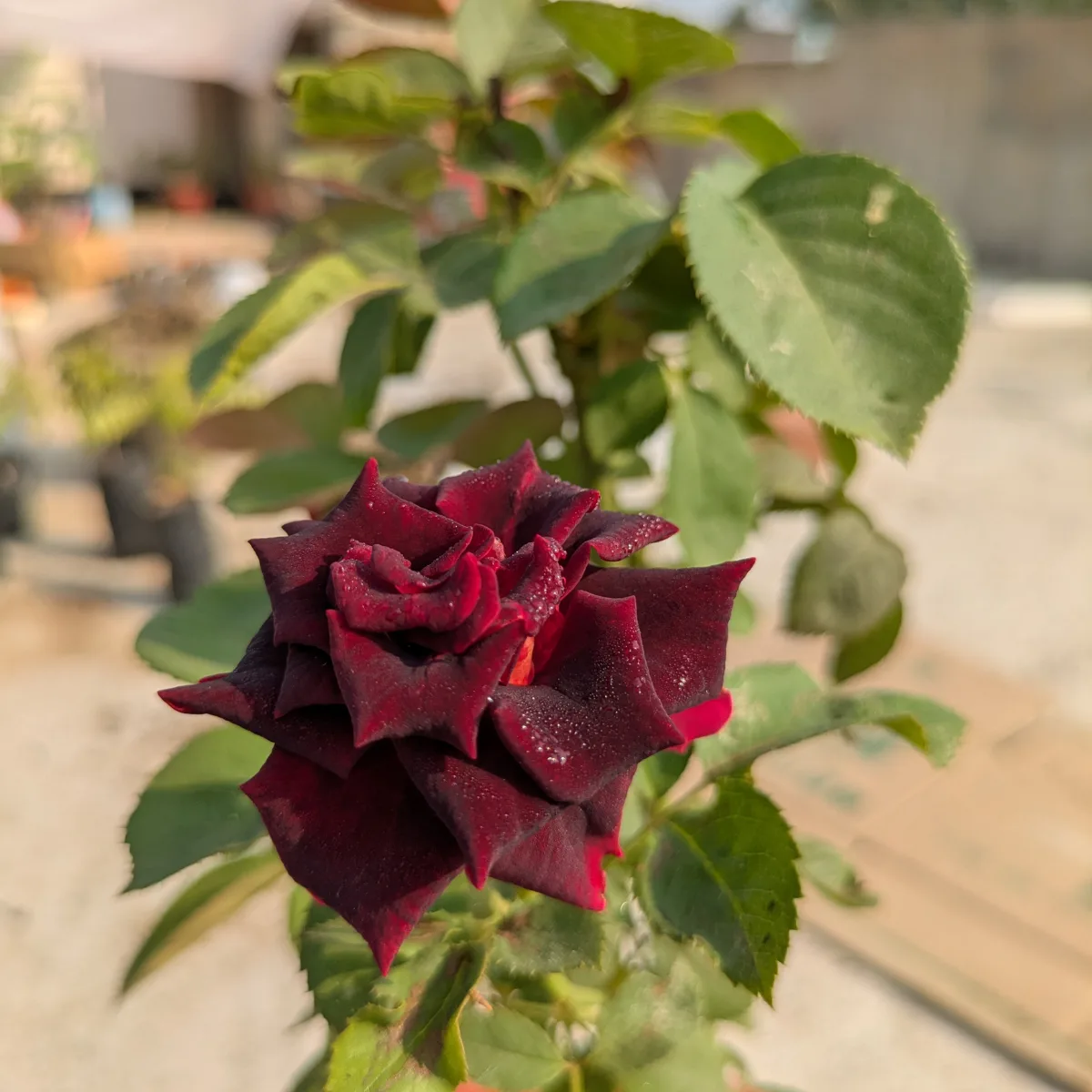 red rose
