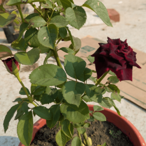 red rose varigated