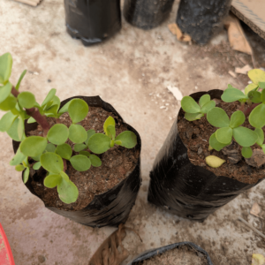 Zade-plant
