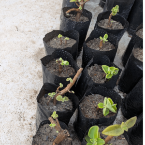 ajwain