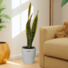 Sansevieria trifasciata