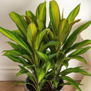 LeleOrganics Cordyline Kiwi Live Plant – Vibrant Indoor & Outdoor Foliage | Easy to Grow |  Air Purifier