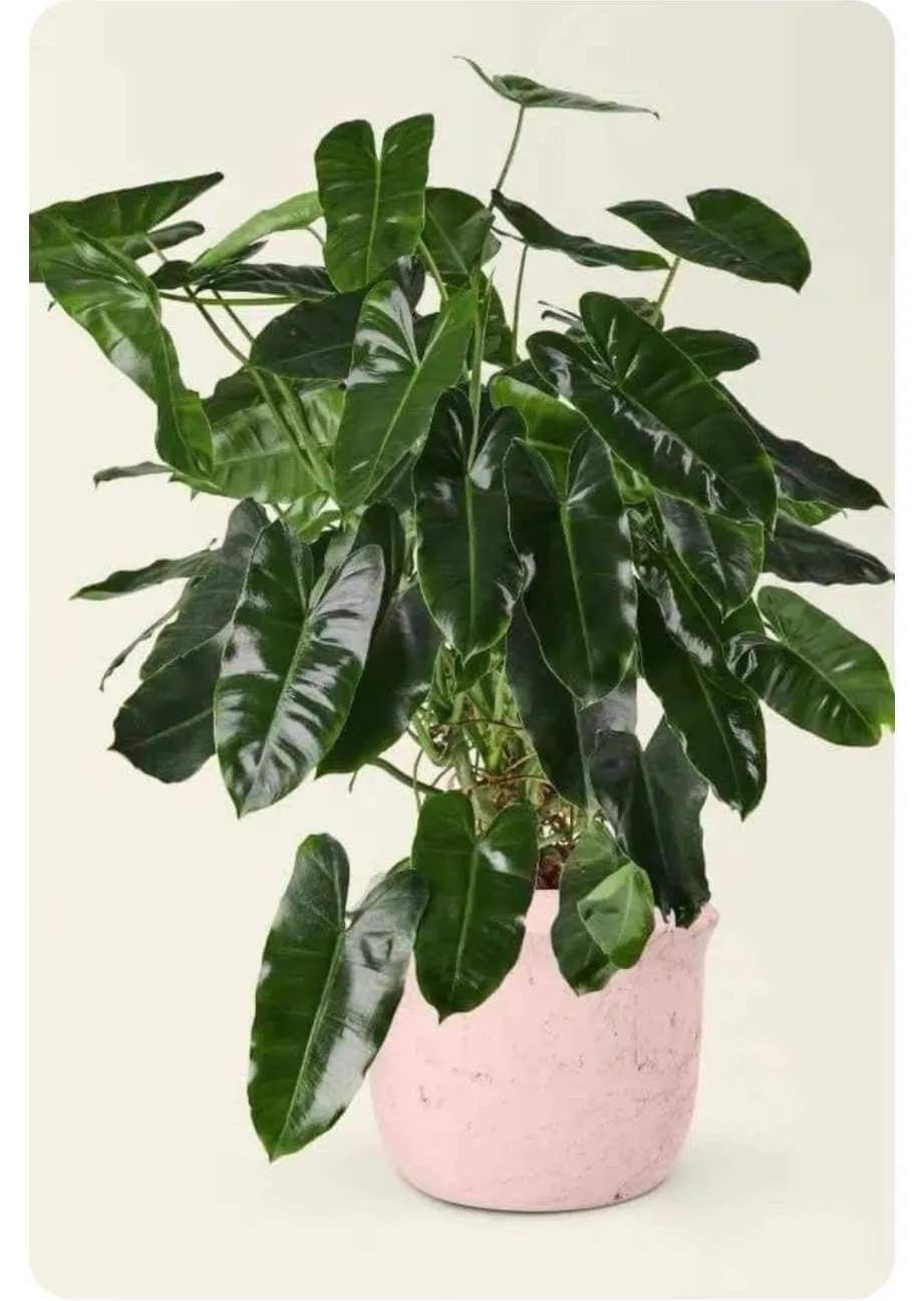 LeleOrganics Philodendron Burle Marx Live Plant | Indoor Air Purifier | Lush Tropical Foliage