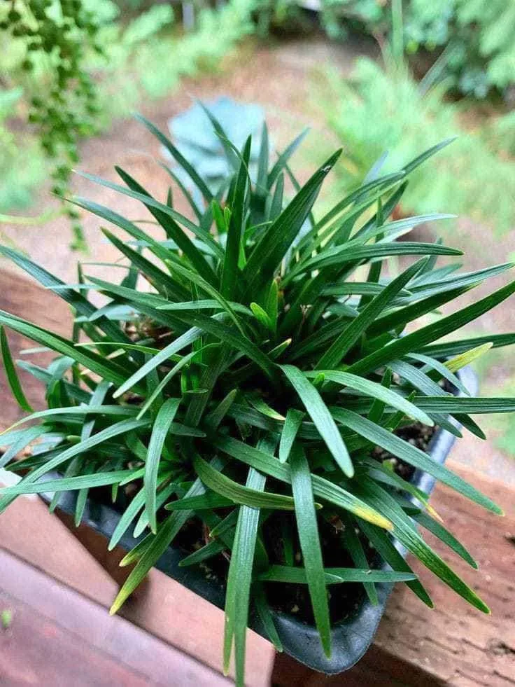LeleOrganics Dwarf Mondo Grass Live Plants – Ophiopogon Japonicus