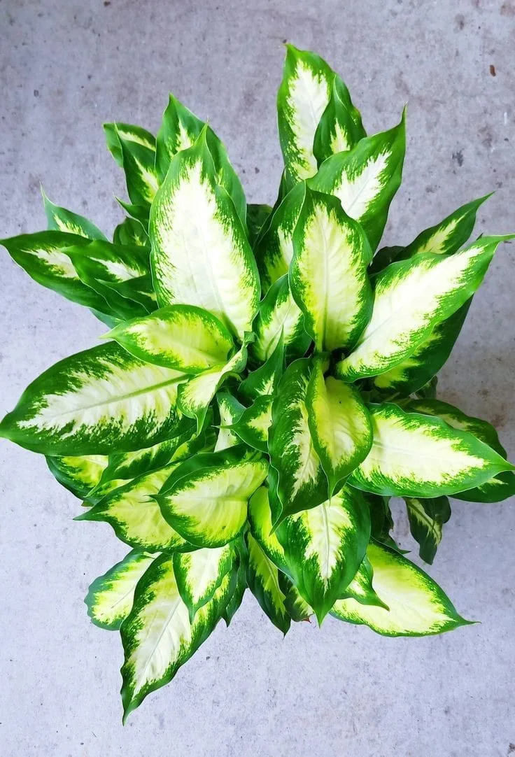 Dieffenbachia Camille – Live Indoor Plant