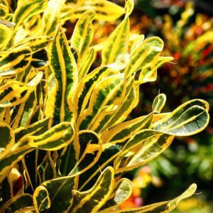 LeleOrganics Croton Live Plant (Codiaeum variegatum) – Indoor/Outdoor Decorative Foliage Plant
