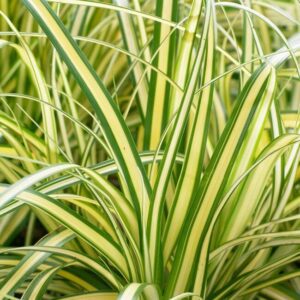 LeleOrganics Spider Plant – Chlorophytum Comosum Live Air Purifying Indoor Plant