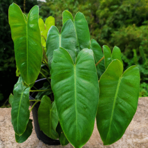 LeleOrganics Philodendron Burle Marx Live Plant | Indoor Air Purifier | Lush Tropical Foliage