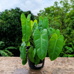Philodendron