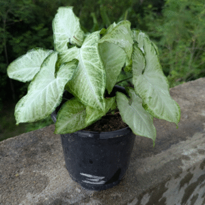 LeleOrganics Syngonium Live Plant | Indoor Air-Purifying Plant | Arrowhead Vine | Low Maintenance