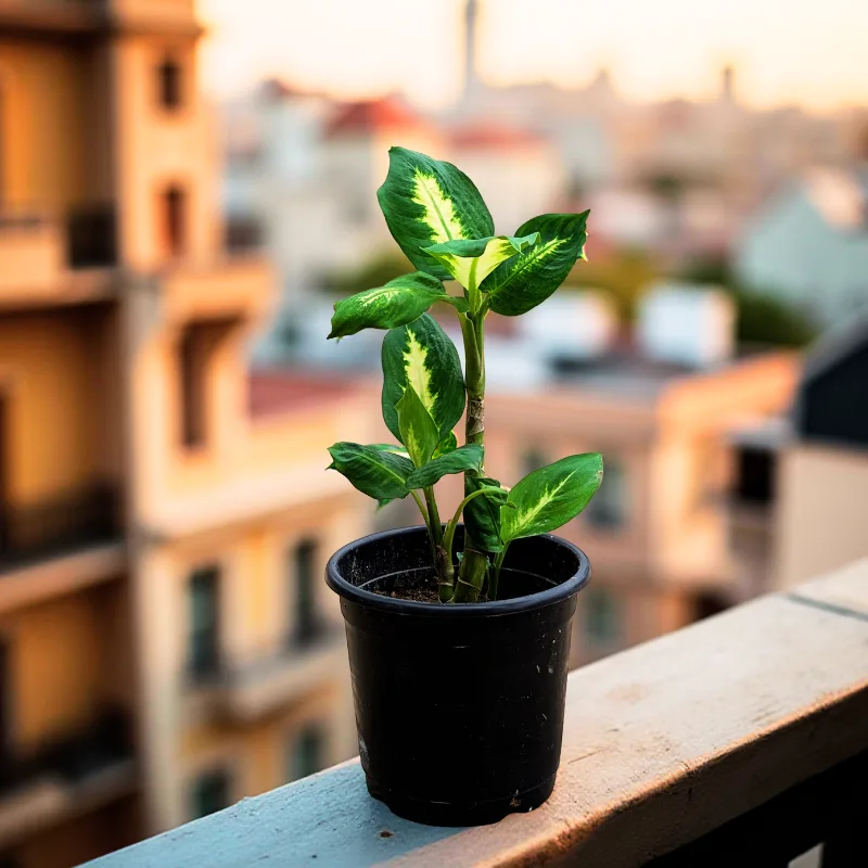 Dieffenbachia Camille – Live Indoor Plant - Image 3