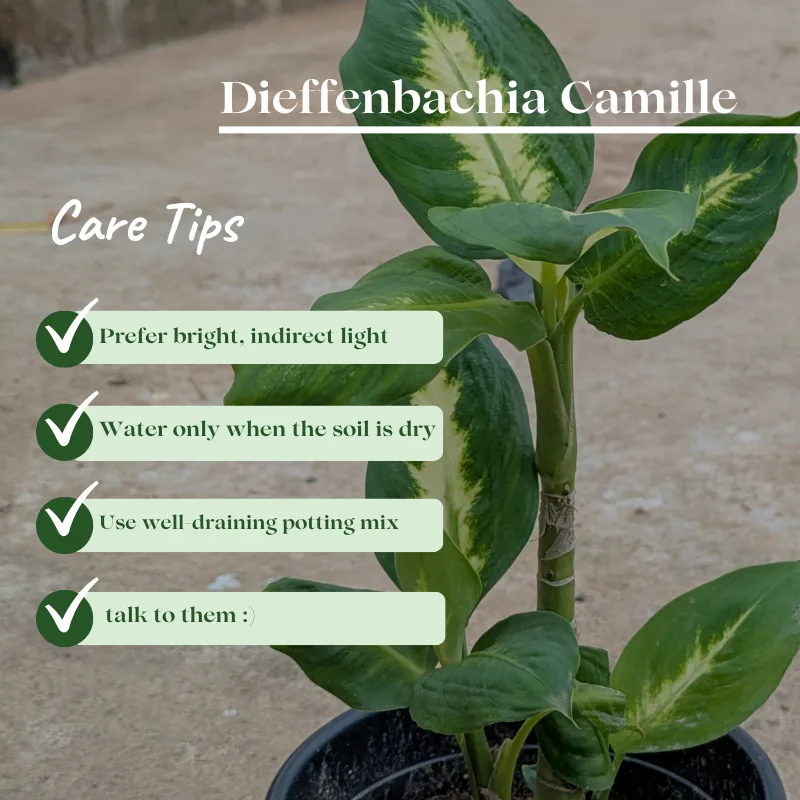 Dieffenbachia Camille