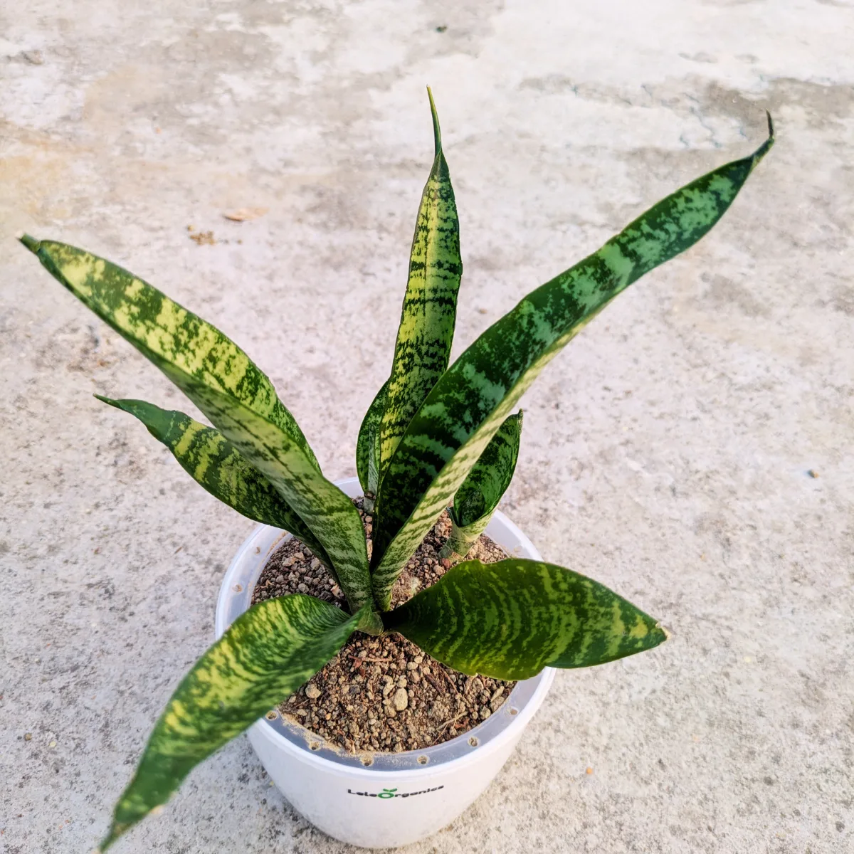Dracaena Trifasciata Snake Plant - Image 3
