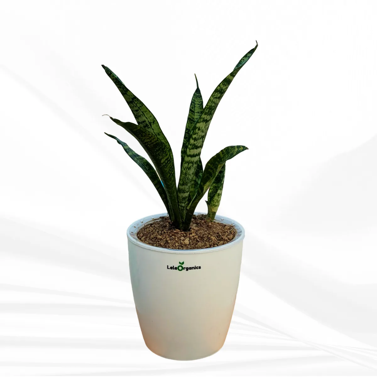 Dracaena Trifasciata Snake Plant - Image 5