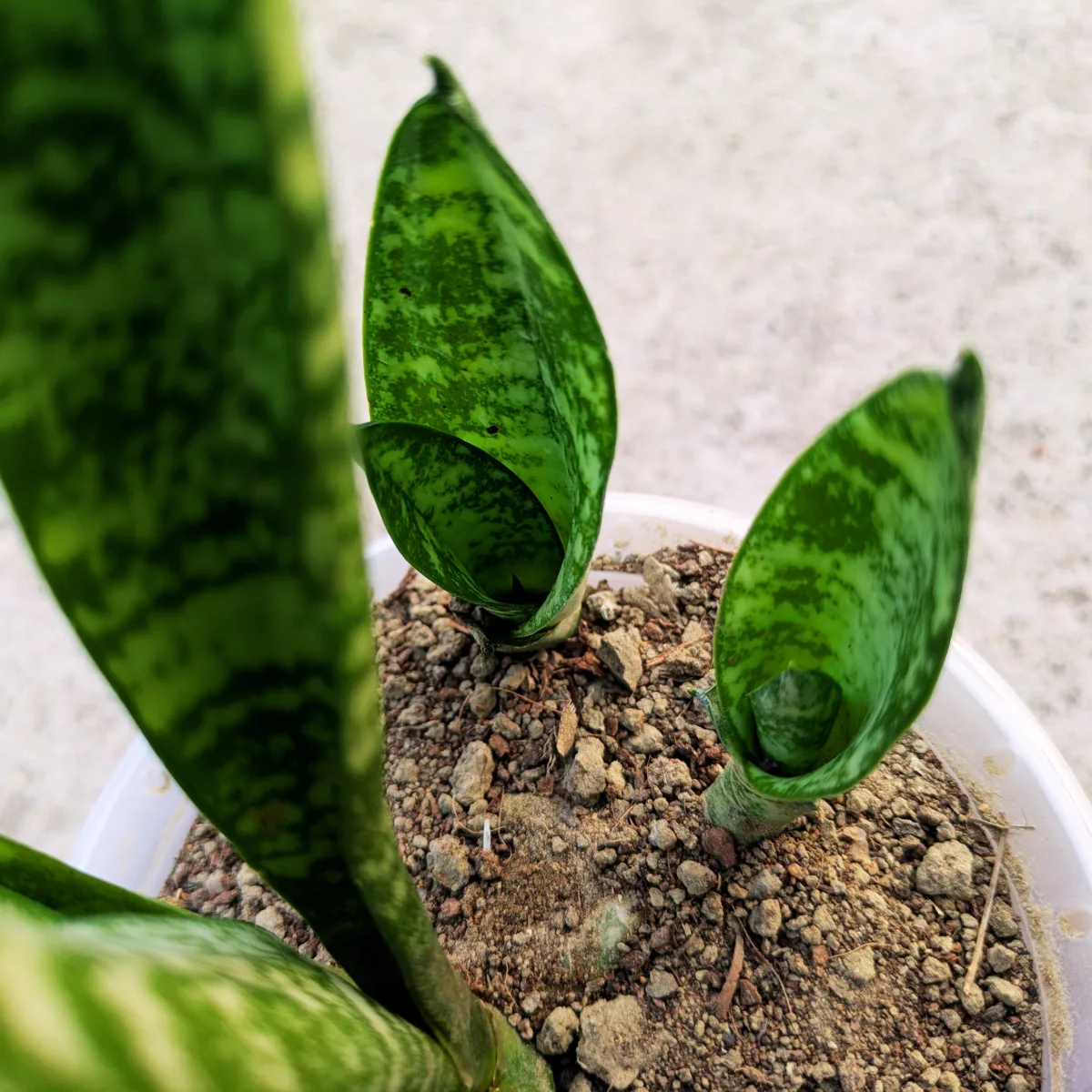 Dracaena Trifasciata Snake Plant - Image 4