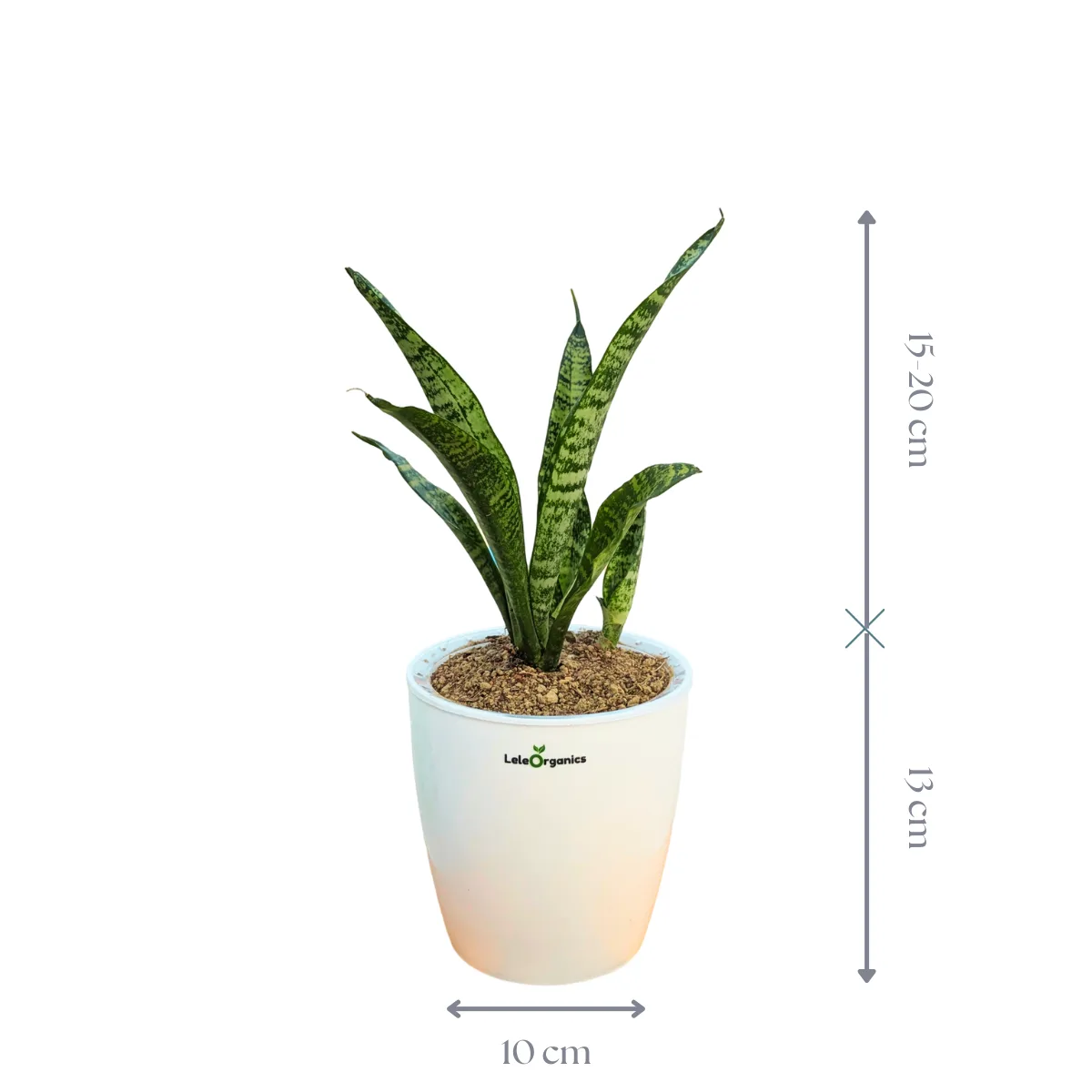 Dracaena Trifasciata Snake Plant - Image 2