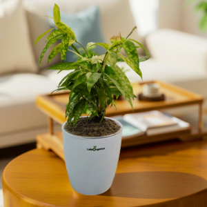 LeleOrganics Dracaena Bamboo Yellow Variegated Live Plant