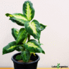 Dieffenbachia Camille