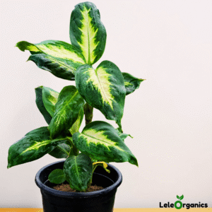 Dieffenbachia Camille