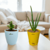 Aloe Vera & Jade Plant Combo