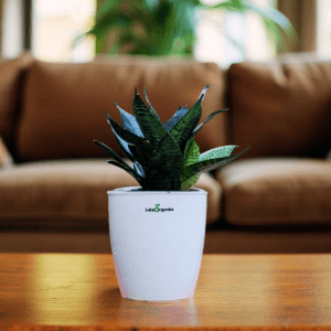Sansevieria Compacta Dwarf Snake Plant
