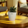 Snake Plant – Stars and Stripes