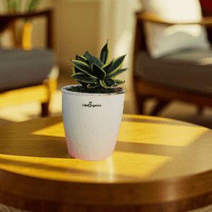 Snake Plant – Stars and Stripes