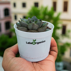 Vishnu Kamal (Echeveria Purpusorum) Succulent Plant