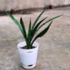 Sansevieria Snake Plant