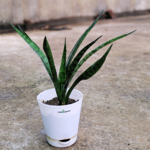 Sansevieria Snake Plant