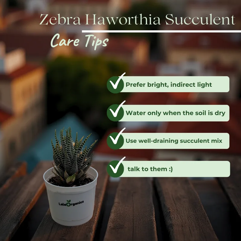 Zebra Haworthia Succulent Plant - Image 4