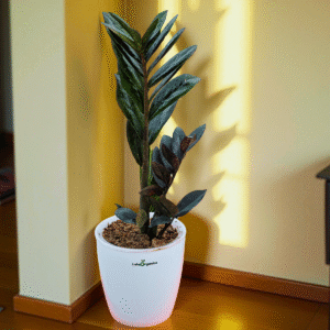 LeleOrganics ZZ Plant