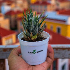 Zebra Haworthia Succulent Plant