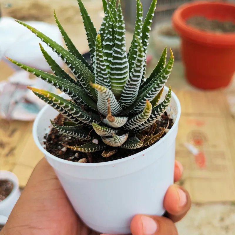 Zebra Haworthia Succulent Plant - Image 3