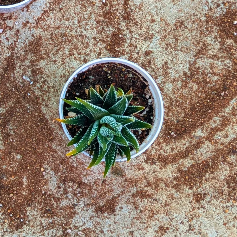 Zebra Haworthia Succulent Plant - Image 2