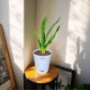 Sansevieria Snake Plant – Long Leaf Variety
