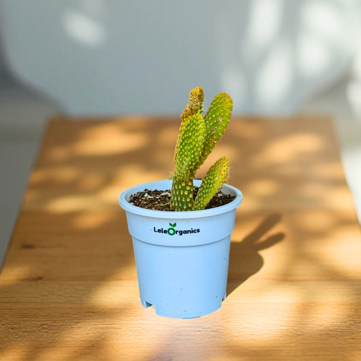 Bunny Ear Cactus Plant