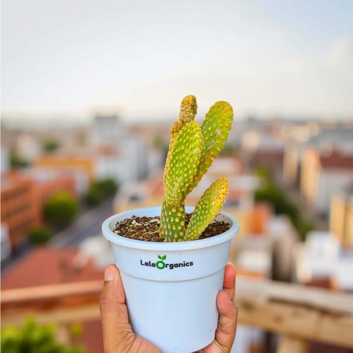Bunny Ear Cactus Plant - Image 2