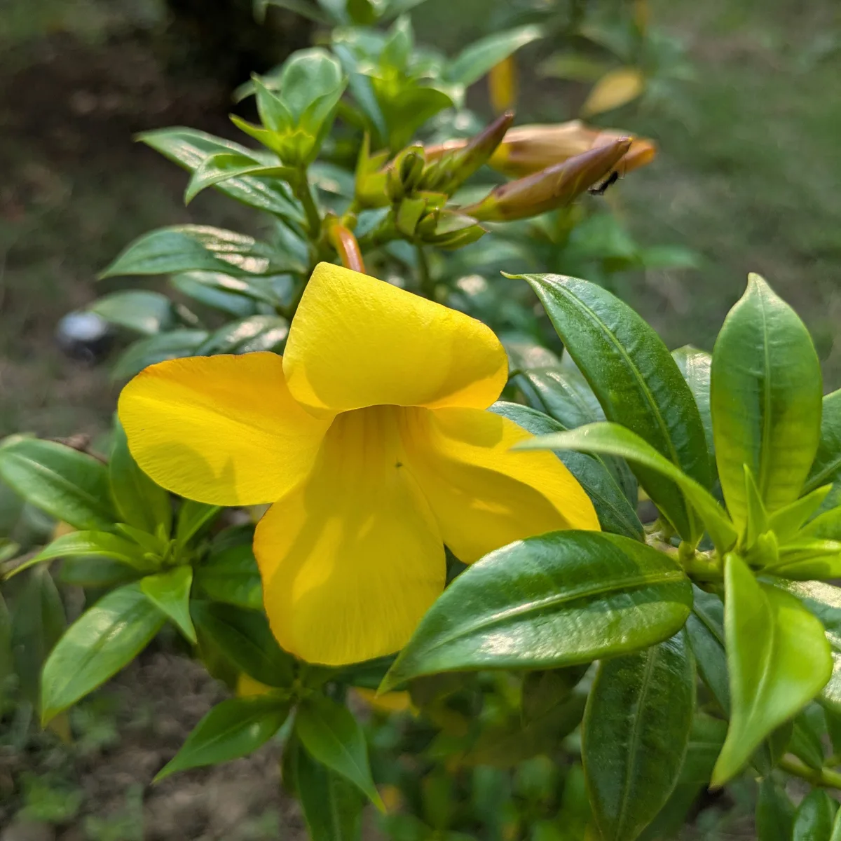 Allamanda Cathartica Live Plant – Golden Trumpet - Image 4