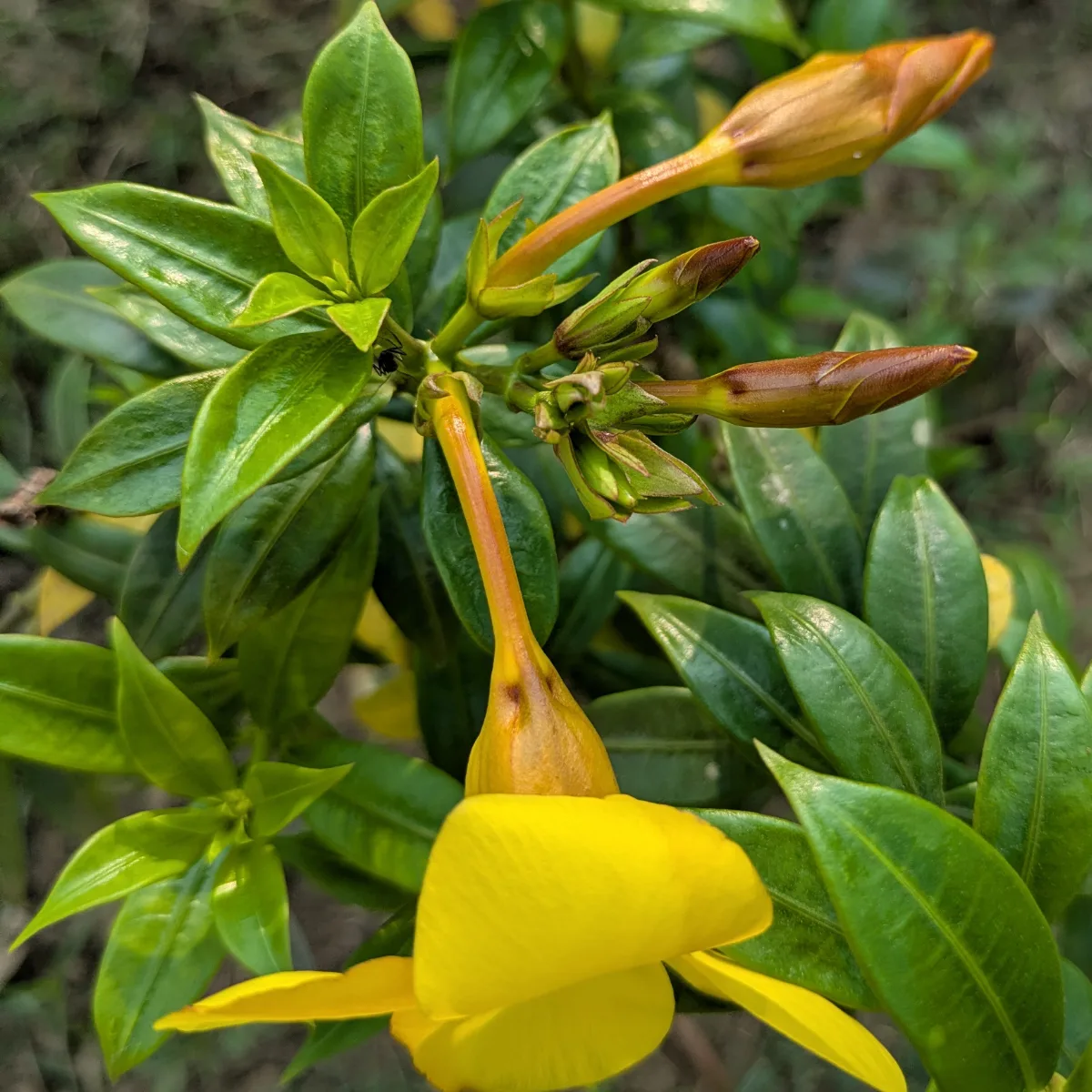 Allamanda Cathartica Live Plant – Golden Trumpet - Image 3
