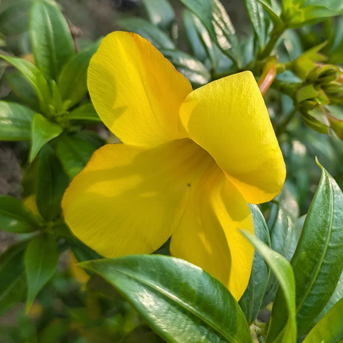 allamanda