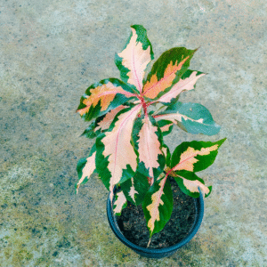 Graptophyllum Pictum (Caricature Plant)