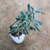 Pseuderanthemum